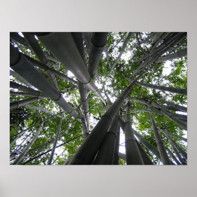 Poster Skyward Bamboo (Frente)