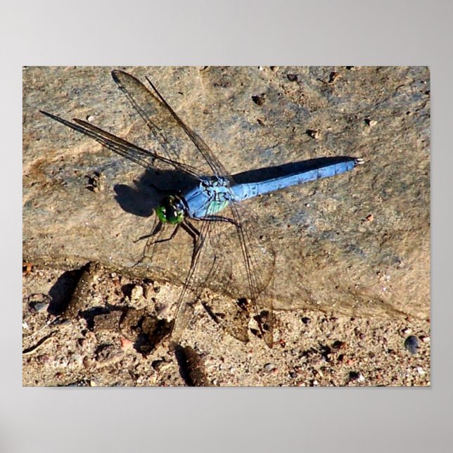 Póster Slate Blue Dragonfly Nature (Frente)