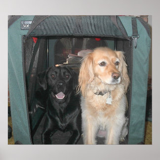 Póster Slate e Sasha