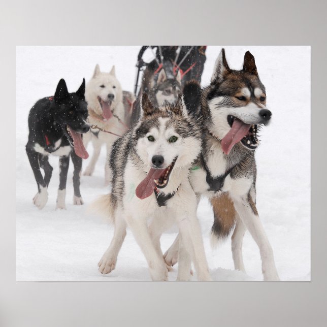 Poster sled dog racing (Frente)