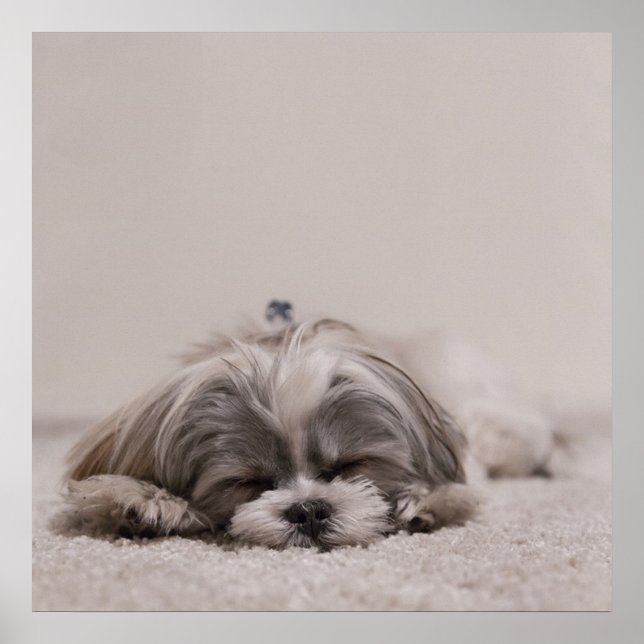 Póster Sleeping Shih tzu Poster, Cão Dormindo (Frente)