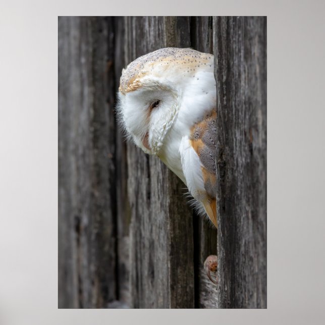 Poster Sleepy Barn Owl (Frente)