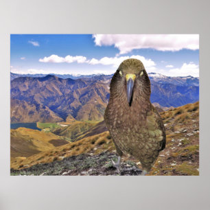 Poster Sleepy Kea