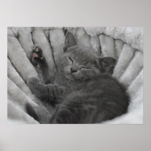 Poster Sleepy kitty
