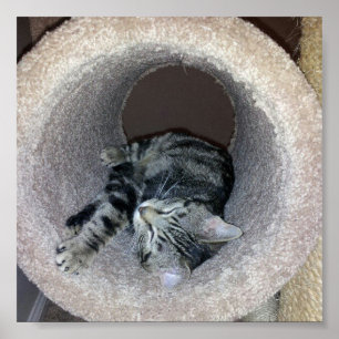 Poster Sleepy Kitty Cat por Shirley Taylor