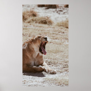 POSTER SLEEPY LION