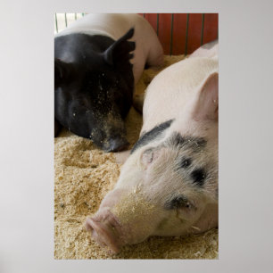 Poster Sleepy Swine