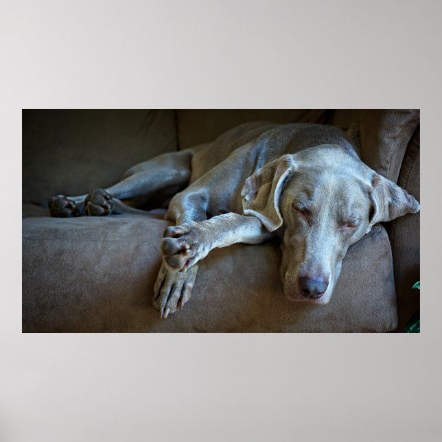Póster Sleepy Weimaraner (Frente)