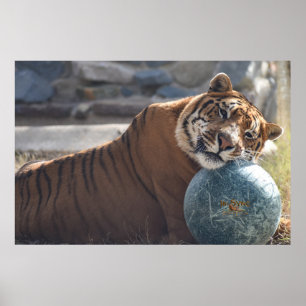 Poster Sleepy Zachariah