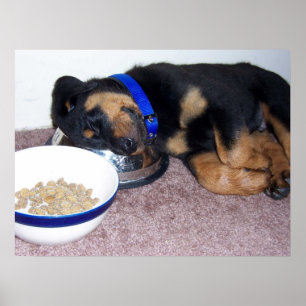 Poster sleepyhead rottweiler.