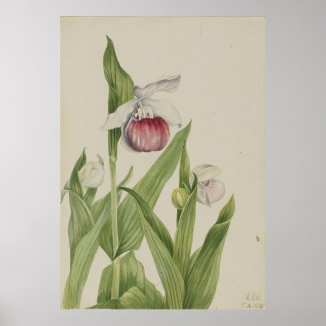 Poster Slipper (Cypripedium reginae) (Frente)