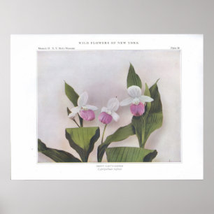 Poster Slipper de Lady Showy - Cypripedium reginae