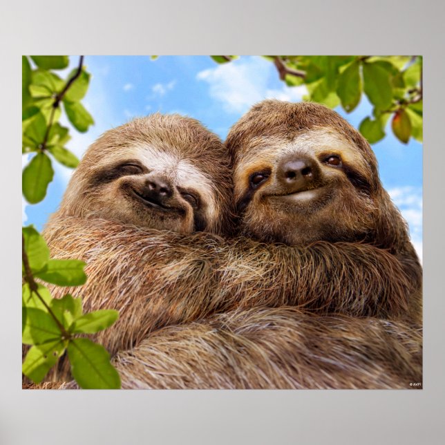 Poster Sloth Couple (Frente)