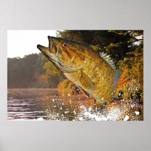 Poster Smallmouth Bass