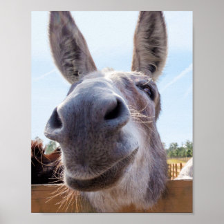 Poster Smiling Donkey