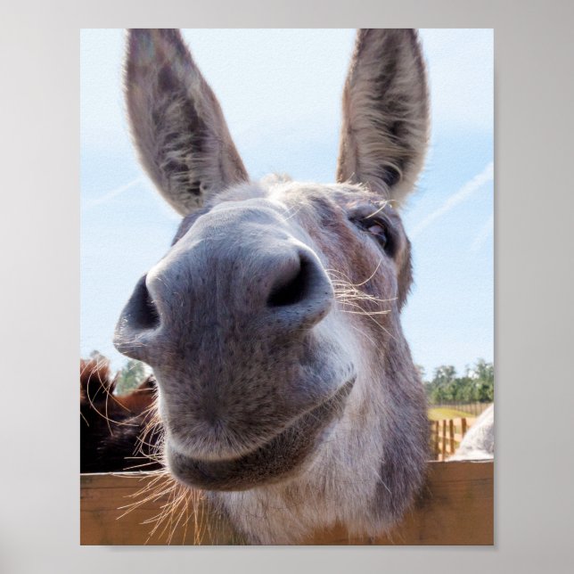Poster Smiling Donkey (Frente)