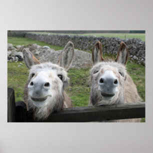 Póster Smiling Donkeys