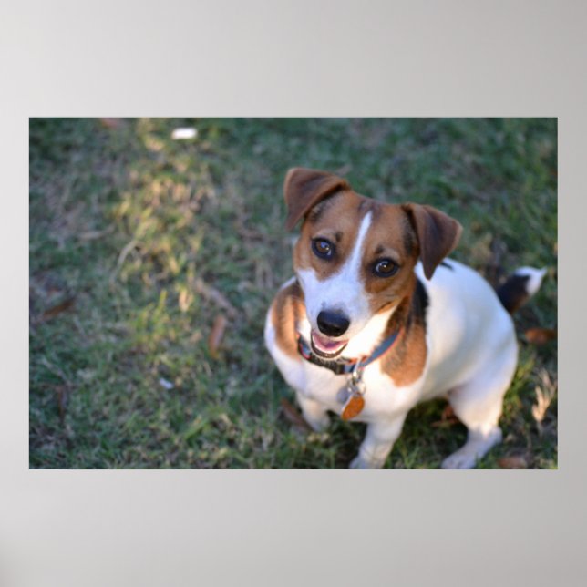 Poster Smiling Jack Russell Terrier (Frente)