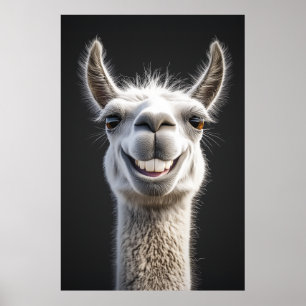 Poster Smiling Llama Close-up