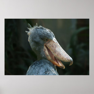 Poster Smiling Shoebill