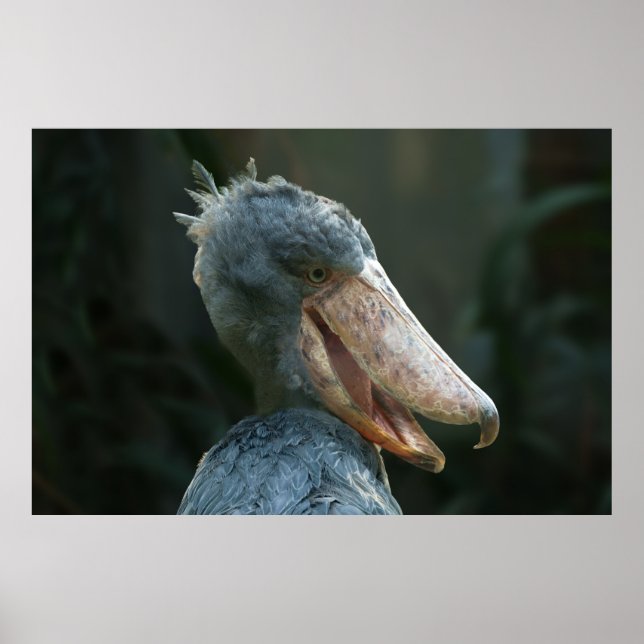 Poster Smiling Shoebill (Frente)