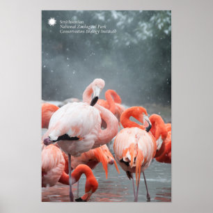 Póster Smithsonian   Flamingos Na Neve