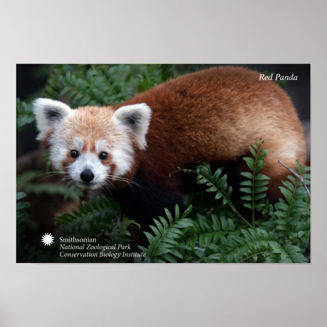 Poster Smithsonian | Panda Vermelha (Frente)