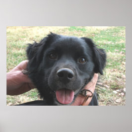 Póster Smokey Posando Para a Câmera