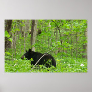 Póster Smoky Bear