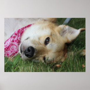 Poster Smoochie