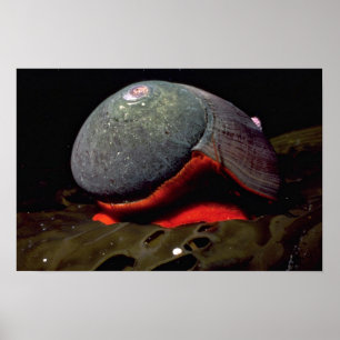 Póster Smooth turban (Norrisia norrisii) Shell