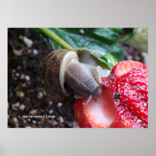 Póster Snail Come Strawberry