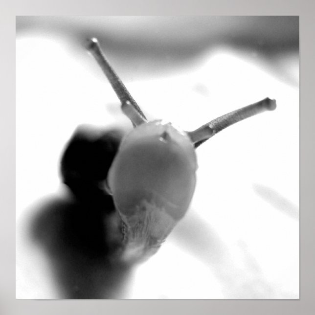 Poster Snail Kiss (Frente)