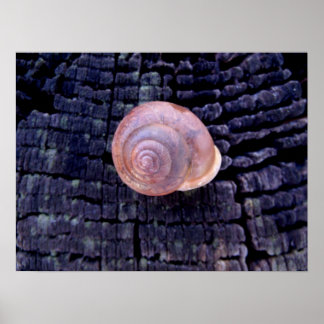 Póster Snail Shell