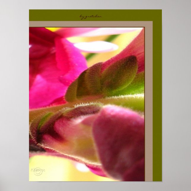 Poster Snapdragon Blossom CloseUp PhotoPoster por gretche (Frente)