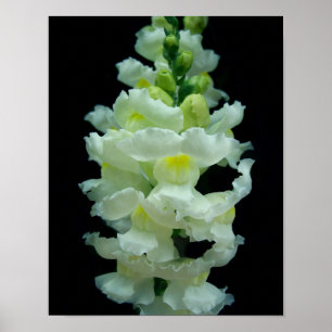 Póster Snapdragon Branco