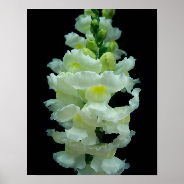Póster Snapdragon Branco (Frente)