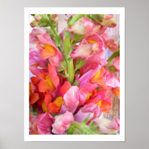Poster Snapdragons