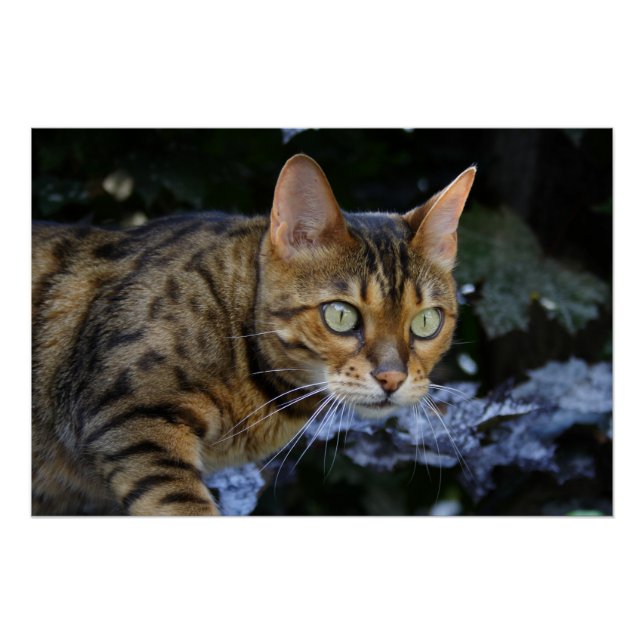 Póster Sneaking Bengal Cat (Frente)