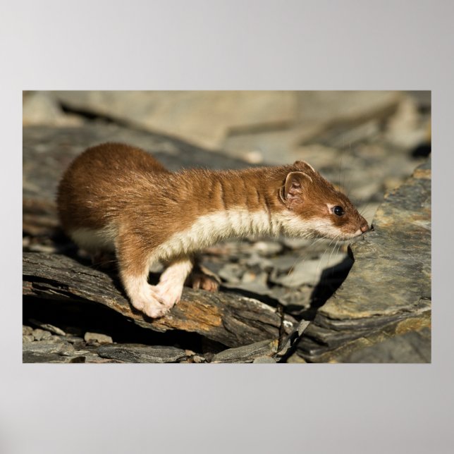 Poster Sniffing Weasel (Frente)