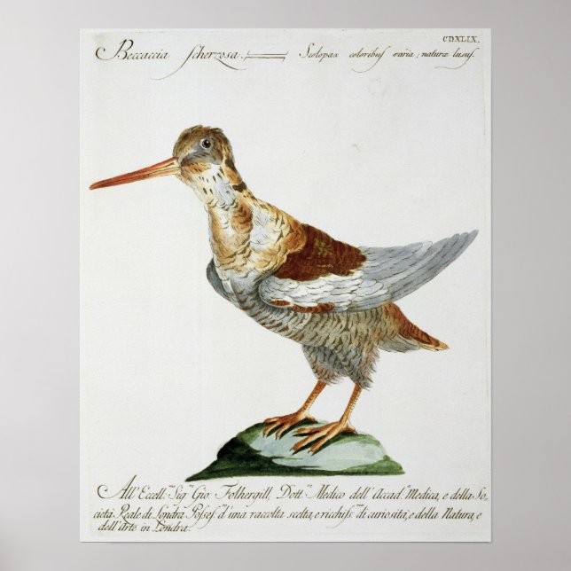 Poster Snipe, c.1767-76 (gravura à mão) (Frente)
