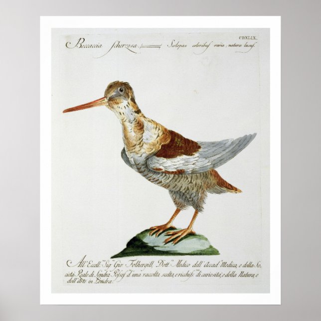Póster Snipe, c.1767-76 (gravura à mão) (Frente)