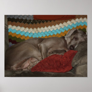 Poster Snooze de Weimaraner