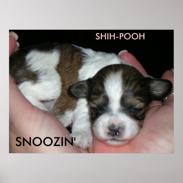 POSTER SNOOZIN, 2 SEMANAS SHIH-POO, S... (Frente)