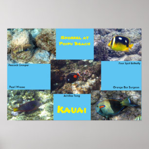 Póster Snorkel na praia de Poipu