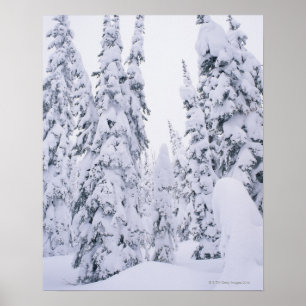 Poster Snow-covered lodge pole pines