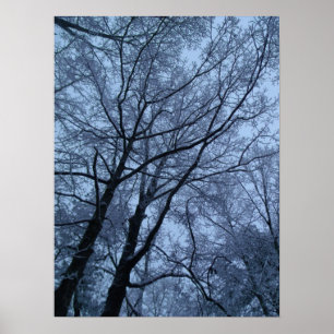 Póster Snow Covered Trees