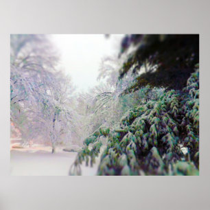 Poster Snow Covered Trees, Pine on KC Street