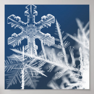 Poster snow crystals