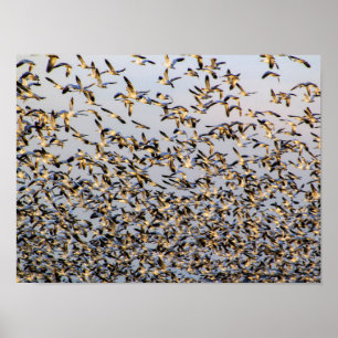 Poster Snow Geese no Monte Vernon